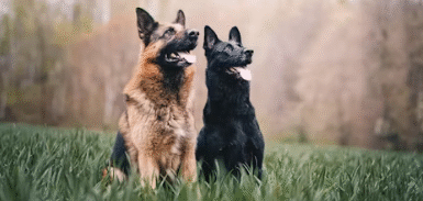 Best Calming Products for Anxious Dogs: What Actually Helps