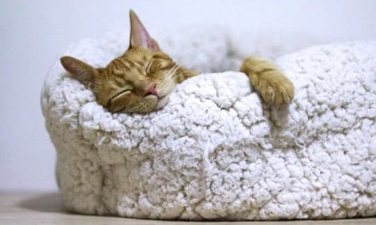 Best Cat Beds in 2026 — What Cats Actually Sleep In