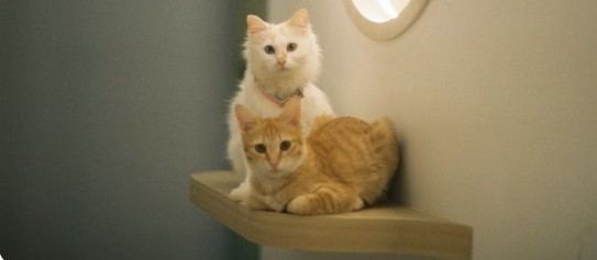 How to Set Up Cat Wall Shelves — A Beginner's Guide