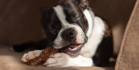 How to Stop Destructive Chewing: Products That Actually Work