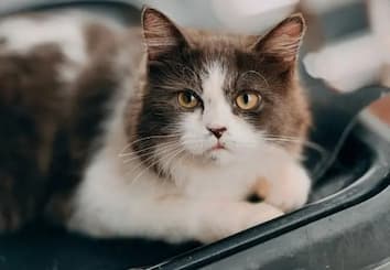 Best Litter Boxes and Litter for Kittens