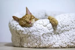 Cat Beds & Furniture
