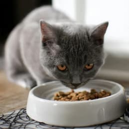 Cat Food & Nutrition