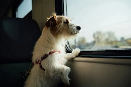 Dog Car Travel