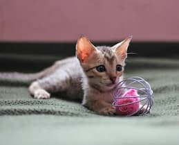 Cat Enrichment & Play