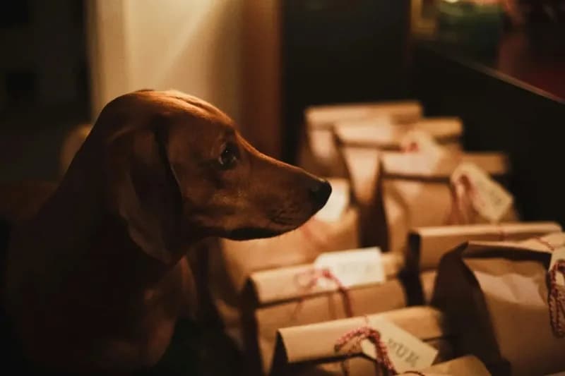 Pet Gift Guides
