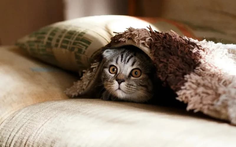 Indoor Cats