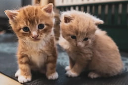 Kitten Essentials