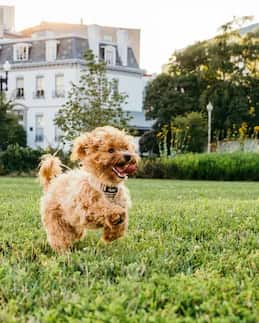 Pet Health & Wellness