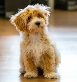 Puppy Essentials