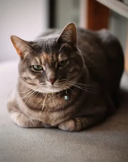 Senior Cats